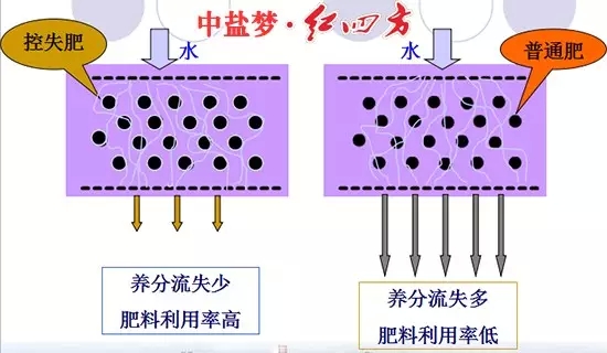 控失復(fù)合肥與普通肥料肥效控失對(duì)比圖