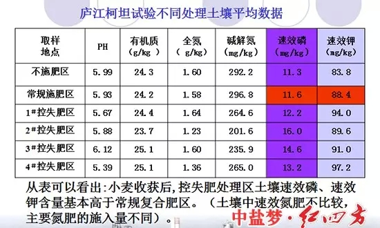 廬江柯坦實(shí)驗(yàn)不同土壤處理對(duì)比圖，控失復(fù)合肥明顯高于普通肥料和不施肥區(qū)域