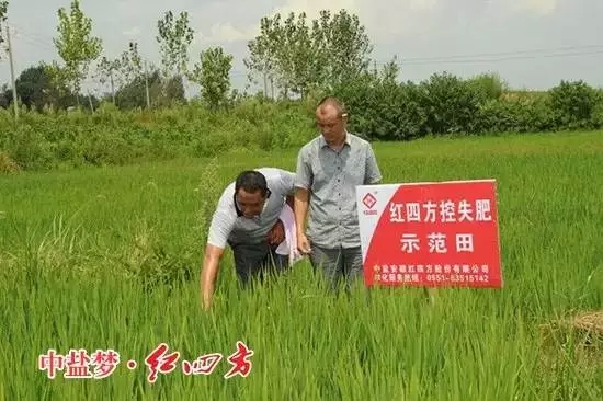 紅四方控失肥示范田里的水稻長勢優(yōu)良