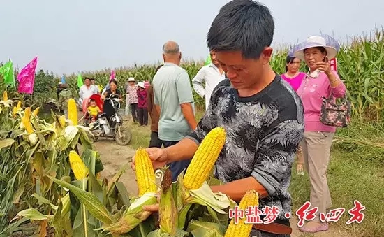 棒子沒禿尖，籽粒更飽滿。