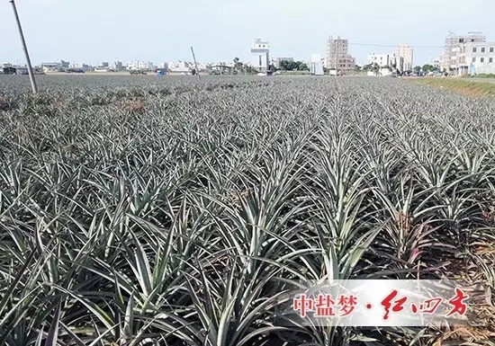 戲稱“菠蘿地海”都是因為施用紅四方硫酸鉀控失肥復合肥，更硫，用肥更少