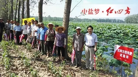 紅四方蓮藕專用控失肥試驗田