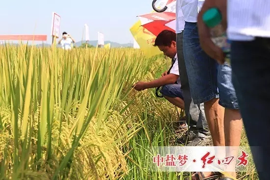 水稻施用緩釋肥田間示范