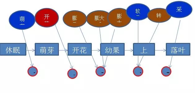 為了更合理的教會(huì)大家施肥，我們推出5大節(jié)點(diǎn)用肥方案，如上圖所示。