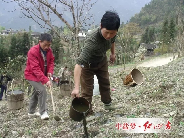 白術(shù)種植過程中下地施肥