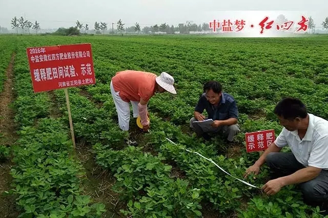 河南省正陽縣緩釋肥花生試驗(yàn)示范田測量作物長勢(shì)